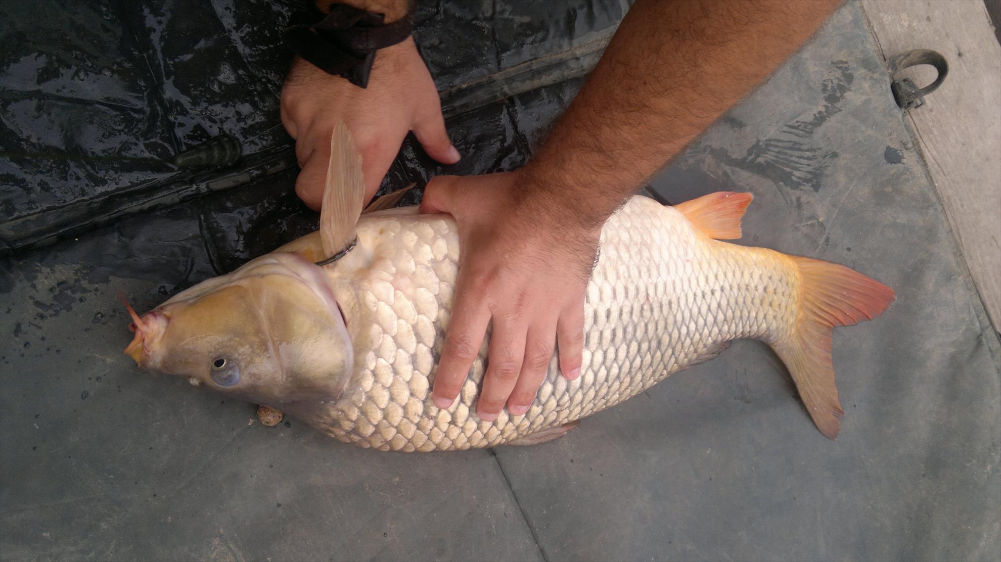 Diverse - 2013-08-25-130.jpg